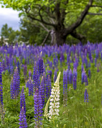 Close-up of purple flowering plants on field