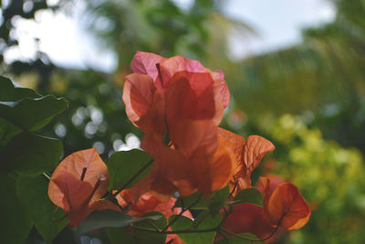 Close-up of red flowers