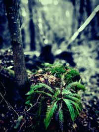 Close-up of plant in forest