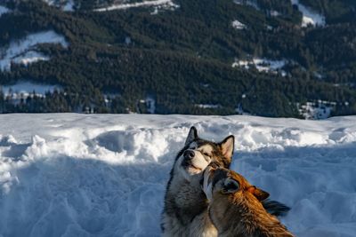 Dog on snow covered field