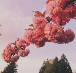 Close-up of pink cherry blossoms against sky