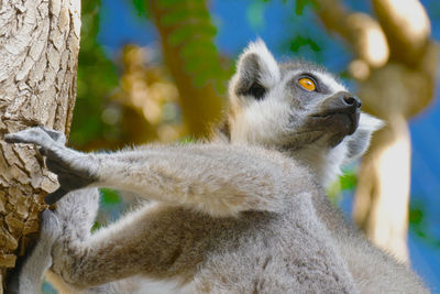 Lemur licks his paw. ring tailed lemur close up. lemur catta in the natural habitat.