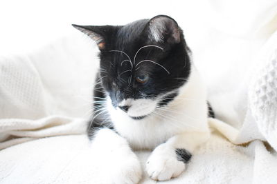 Close-up of cat resting on bed