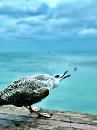 Close-up of seagull perching on wood against sea
