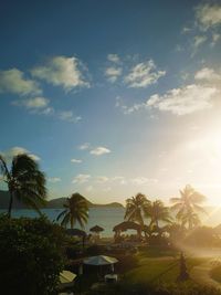 Scenic view of palm trees against sky during sunset