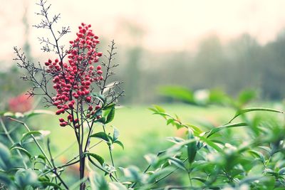 Close-up of red flowers blooming against sky