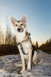 Portrait of dog sitting in snow