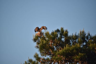 Low angle view of bird against clear sky