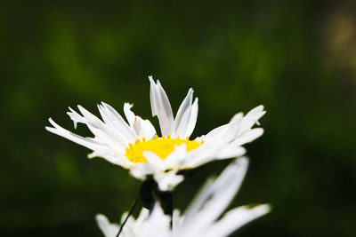 Close-up of white daisy