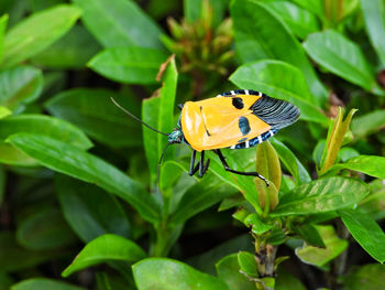 Tiny insect with rock star on its back