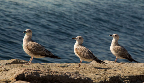 Seagulls perching on a rock