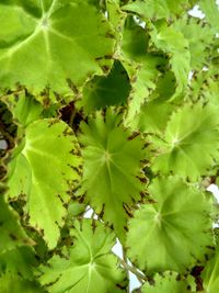 Close-up of green leaves