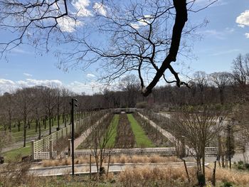 Bare trees on field against sky