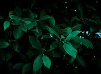 High angle view of plants