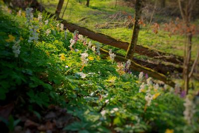 Close-up of plants growing in forest