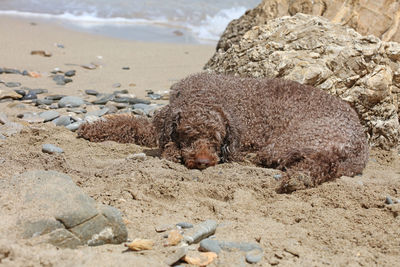 View of an animal on beach