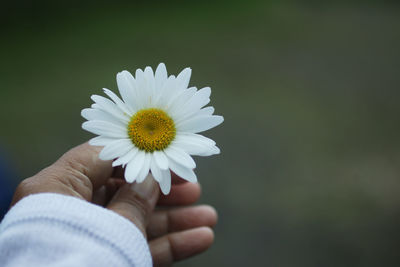 Close-up of hand holding daisy flower