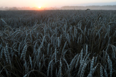 Scenic view of field against sky during sunset