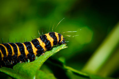 Close-up of caterpillar on leaf