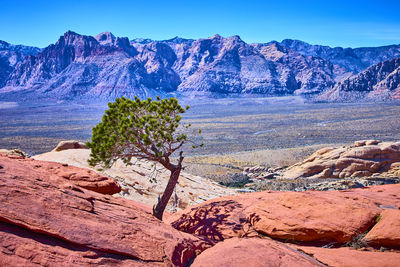 wilderness