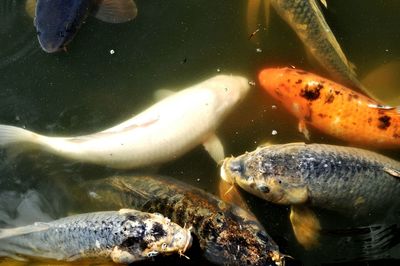 Close-up of fish underwater