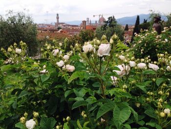 Close-up of white flowers