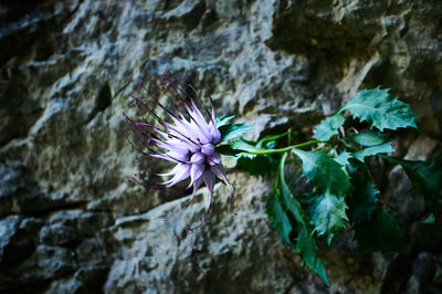 Close-up of purple flowering plant on rock