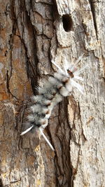 Close-up of insect on tree trunk