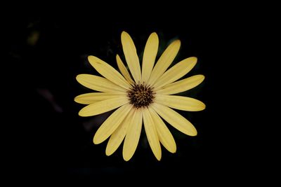 Close-up of yellow flower blooming against black background