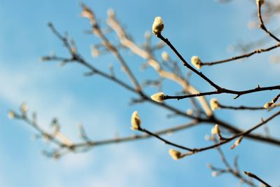 Close-up of flower tree against sky