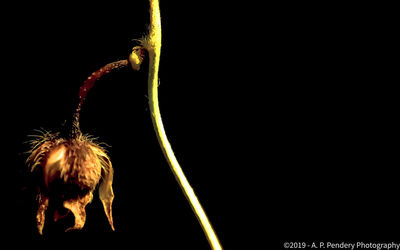 Close-up of wilted flower against black background