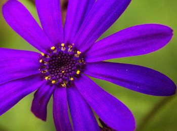 Close-up of flower blooming outdoors