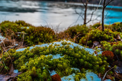 Close-up of moss growing on land