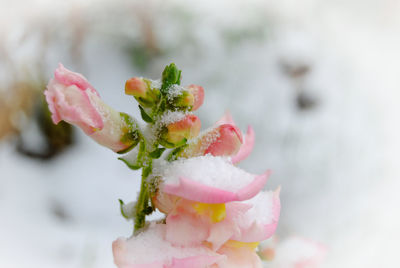 Close-up of pink flowering plant