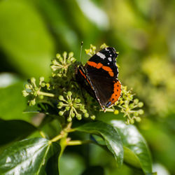 Close-up of butterfly on flower