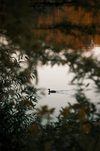 View of birds in water