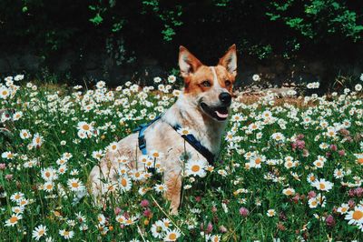 Portrait of dog on field