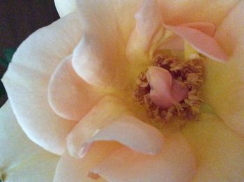 Close-up of pink flower blooming outdoors