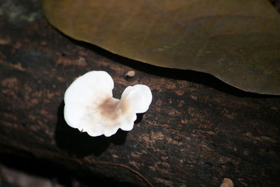 Close-up of white flower
