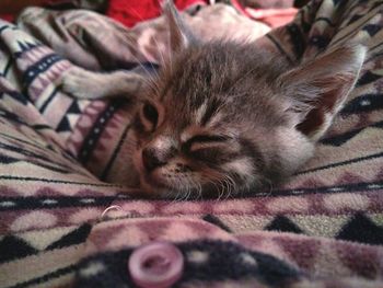 Close-up of cat sleeping