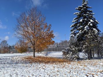 Trees on snow covered field against sky