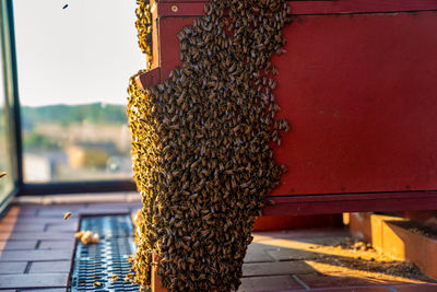 Wooden beehive and bees. beautiful scenic bee view.