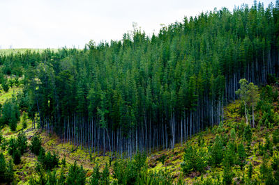 Scenic view of pine trees in forest against sky