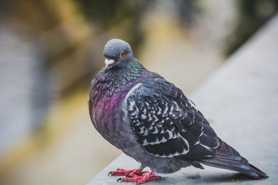 Close-up of pigeon perching on retaining wall