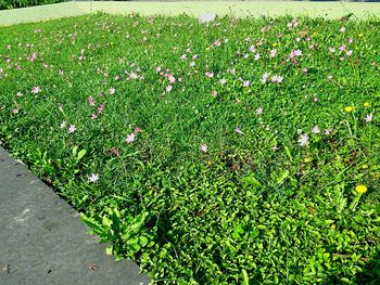 Plants growing on field