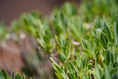 Close-up of crops growing on field