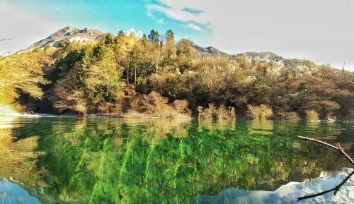 Plants growing by lake against sky