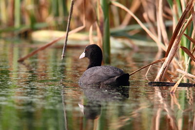 Ducks swimming in lake
