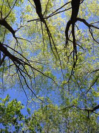 Low angle view of trees against sky