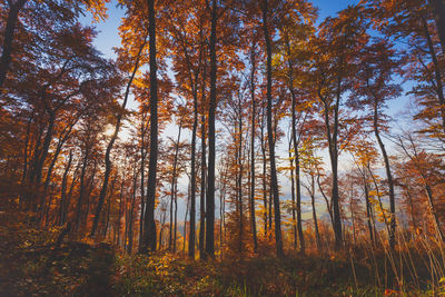 Low angle view of autumn trees in forest